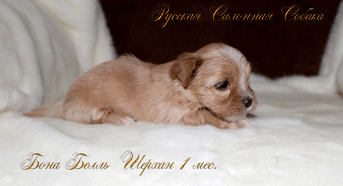 щенки русской салонной собаки